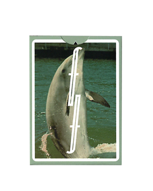 Flipper Fontaine