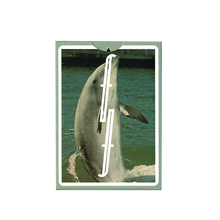 Flipper Fontaine